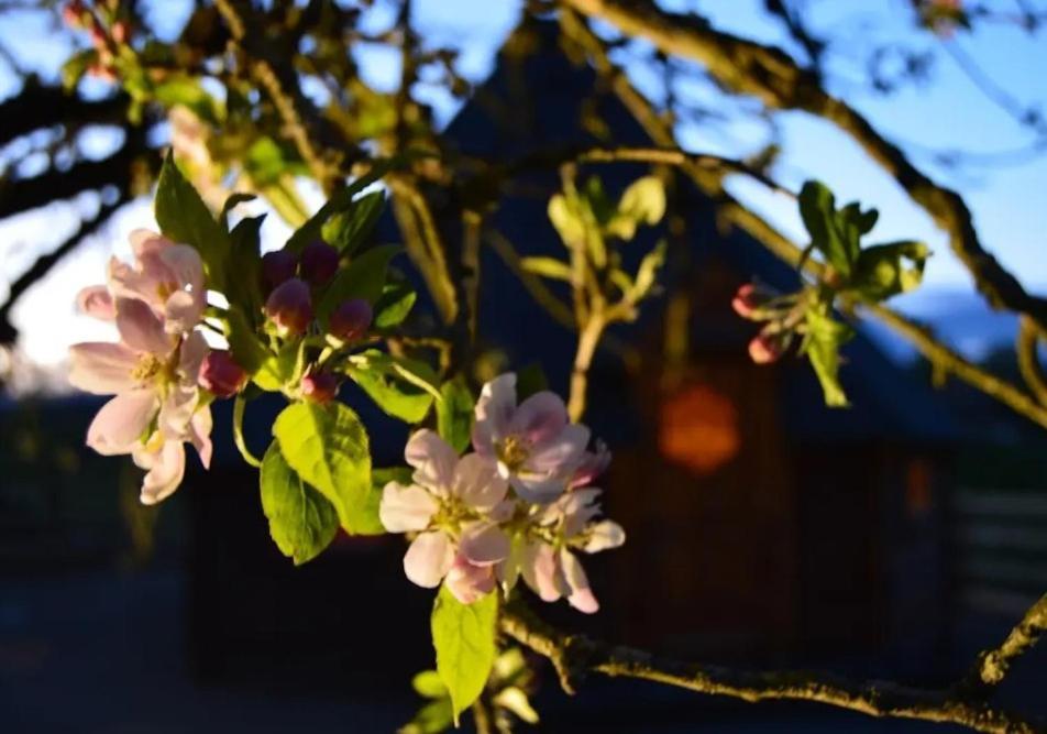 Apple Blossom Glamping Kilkenny Eksteriør billede